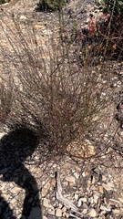 Acmispon glaber glaber