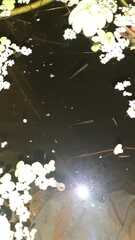 Cnesterodon decemmaculatus