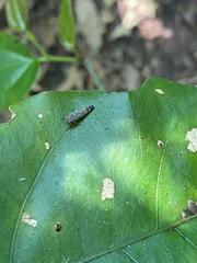 Phosphila turbulenta