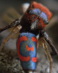 Maratus splendens