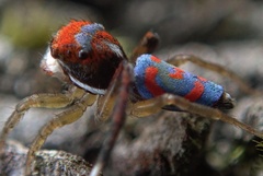 Maratus splendens