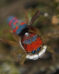 Maratus splendens