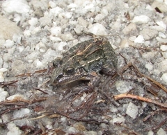Leptodactylus camaquara