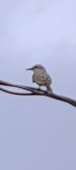 Tyrannus dominicensis
