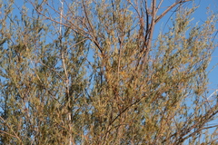 Salix babylonica