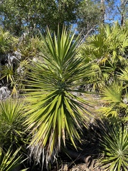 Yucca aloifolia