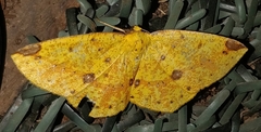 Periclina rumiaria