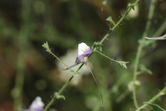 Kickxia elatine
