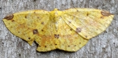 Periclina rumiaria