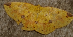 Periclina rumiaria
