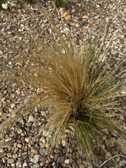 Nassella tenuissima