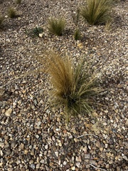 Nassella tenuissima