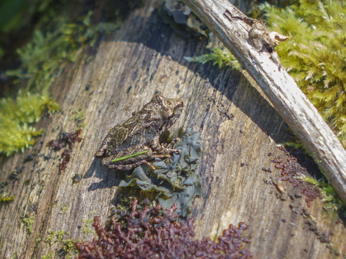 Lesser Pilalo Robber Frog, Pristimantis actites