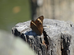 Junonia pacoma