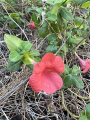 Barleria repens