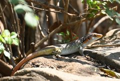 Trachylepis margaritifera