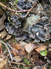 Peltigera collina