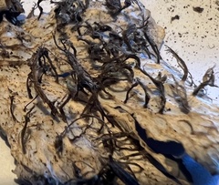 Peltigera collina