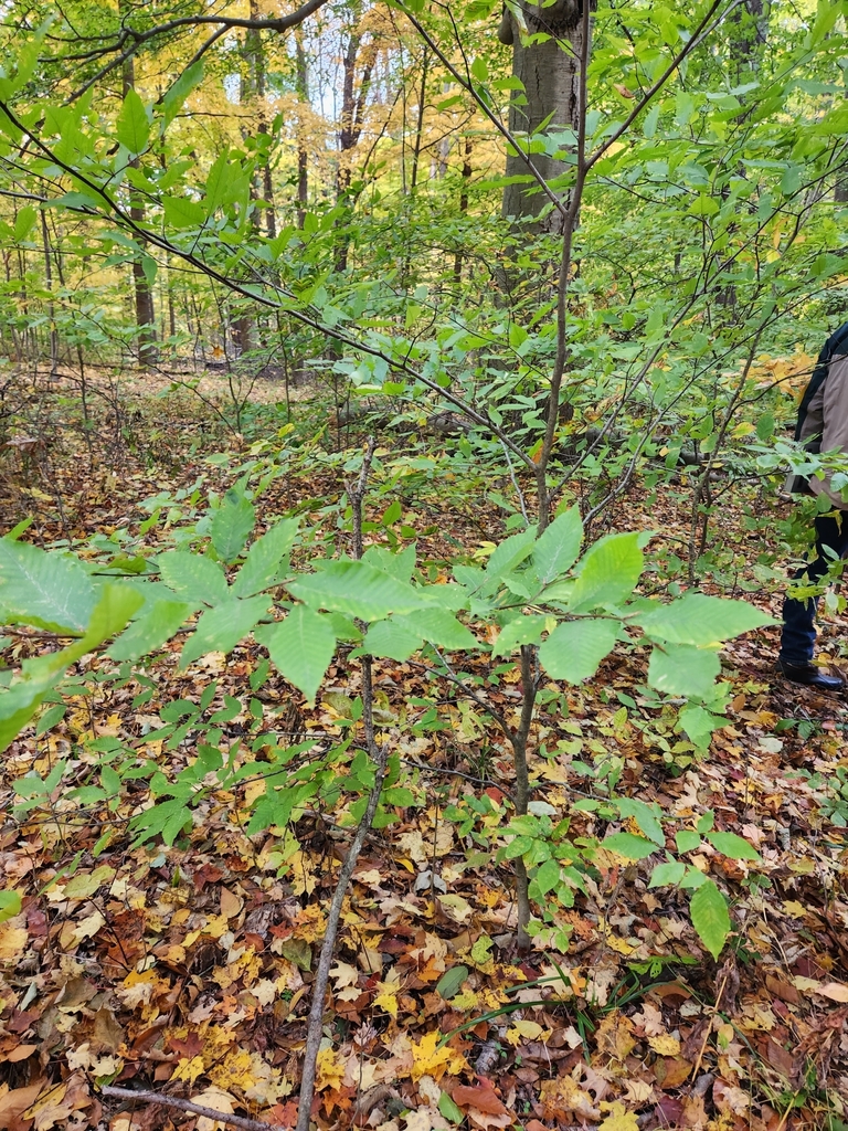 American beech from University Of Akron Field Station on October 20 ...