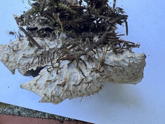 Peltigera collina