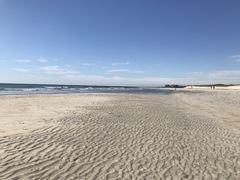 Pecten novaezelandiae