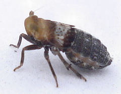 Conomelus anceps