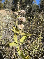 Pycnanthemum californicum