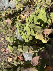 Teucrium scorodonia