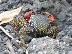 Goniopsis pulchra