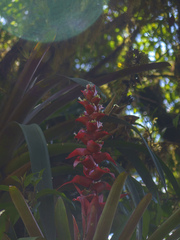 Guzmania variegata