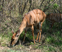 Tragelaphus angasii