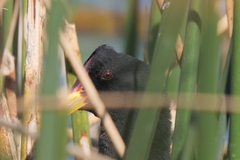 Fulica rufifrons