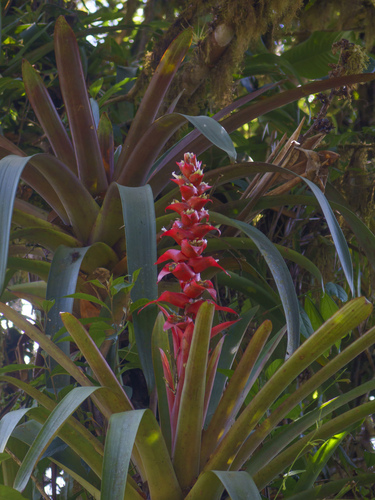 Guzmania variegata, photograph 1