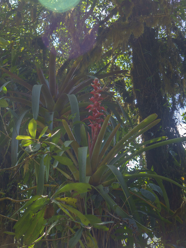 Guzmania variegata, photograph 2