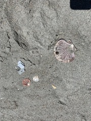 Pecten novaezelandiae