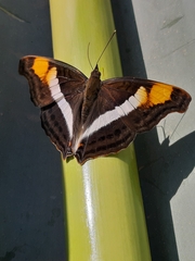 Doxocopa laure laure