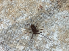 Aegomorphus jaspideus