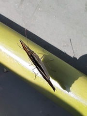 Doxocopa laure laure