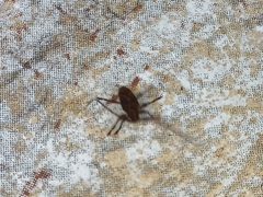 Aegomorphus jaspideus