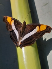 Doxocopa laure laure