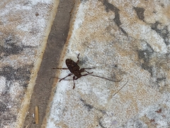 Aegomorphus jaspideus