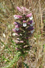 Acanthus spinosus