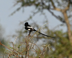 Lanius melanoleucus