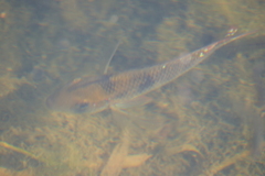 Gymnogeophagus