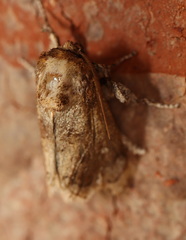 Mecytha fasciata