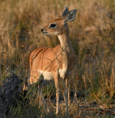 Steenbok, photo 4 of 10