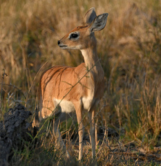 Raphicerus campestris