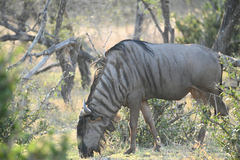 Connochaetes taurinus