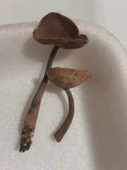 Helvella macropus