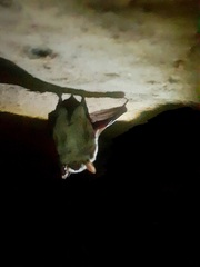 Myotis